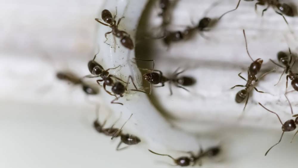 گروهی از مورچه در حال رفت و امد روی کابل